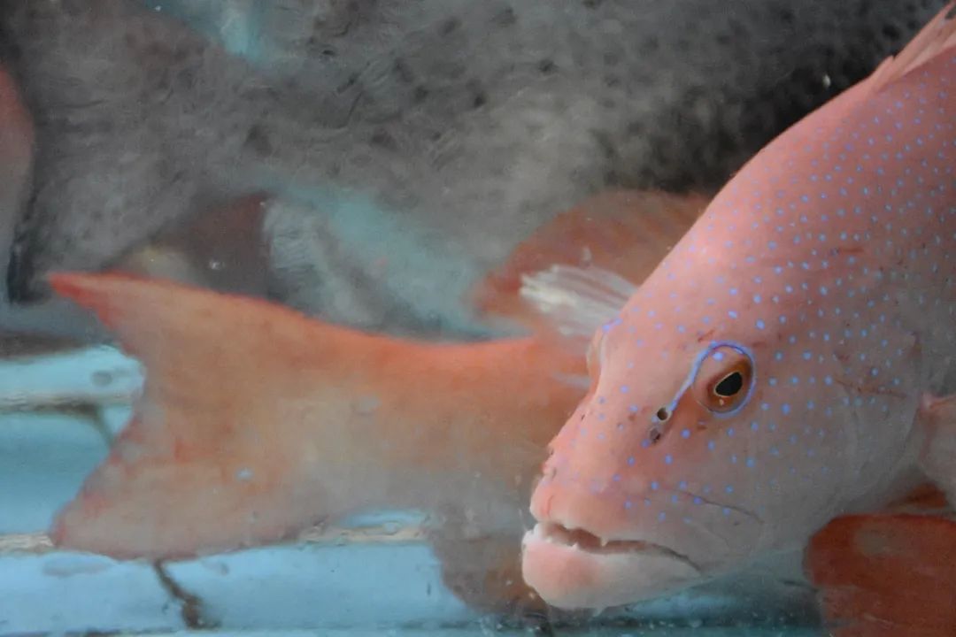 豹纹鳃棘鲈的魅惑眼影.图片:sundayhao