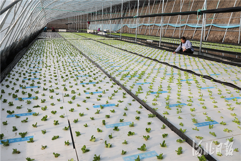 2020月11月20日，河北省张北县德胜村农民在温室水培蔬菜大棚内插秧。