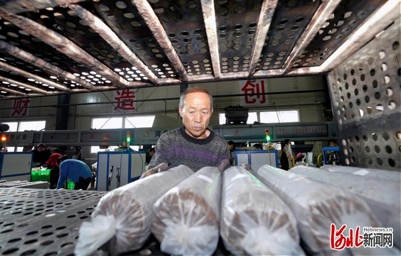 11月20日，河北省阜平县食用菌产业园区内工人在忙碌。