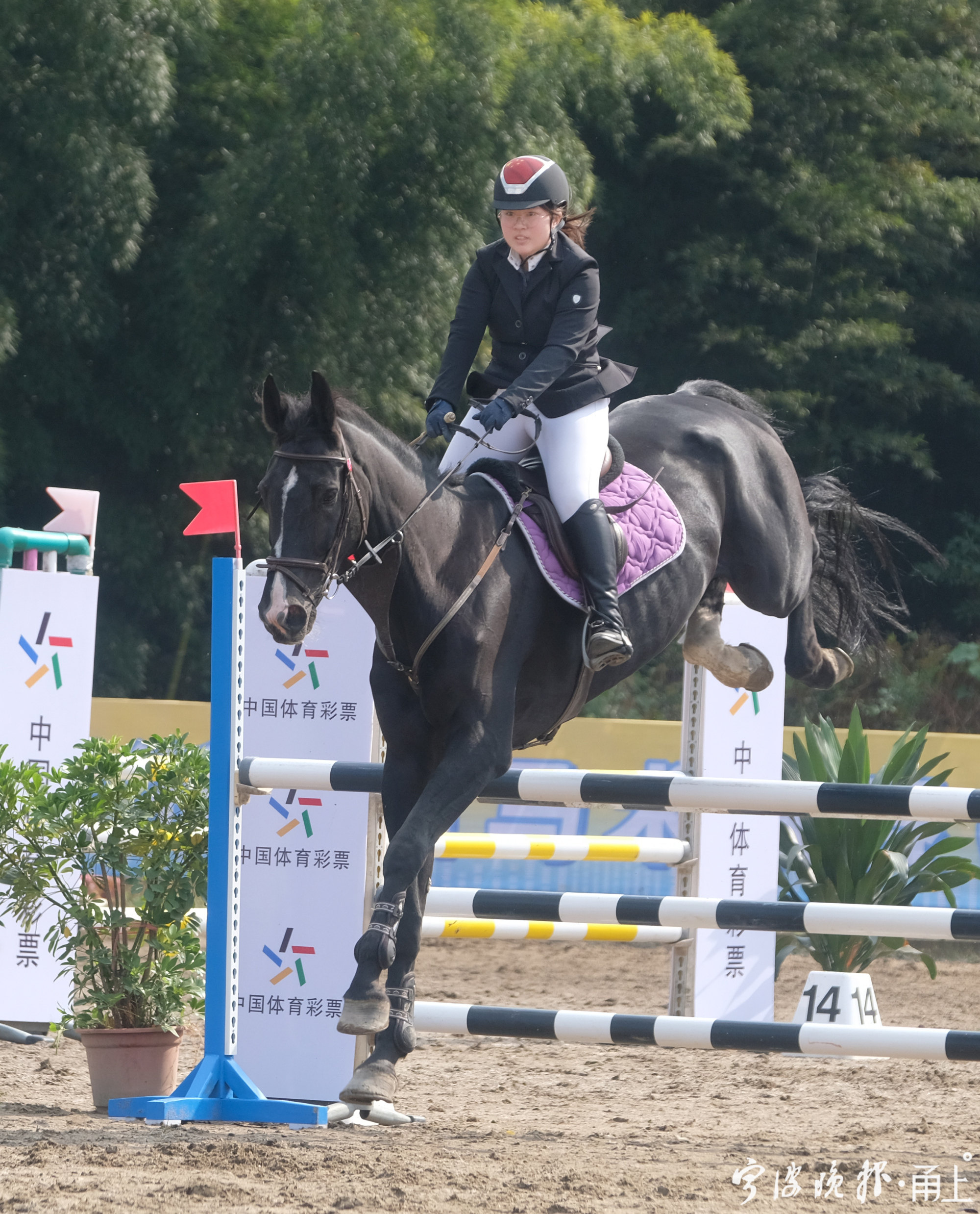 人着盛装马踏舞步省内外118名马术选手在甬角逐