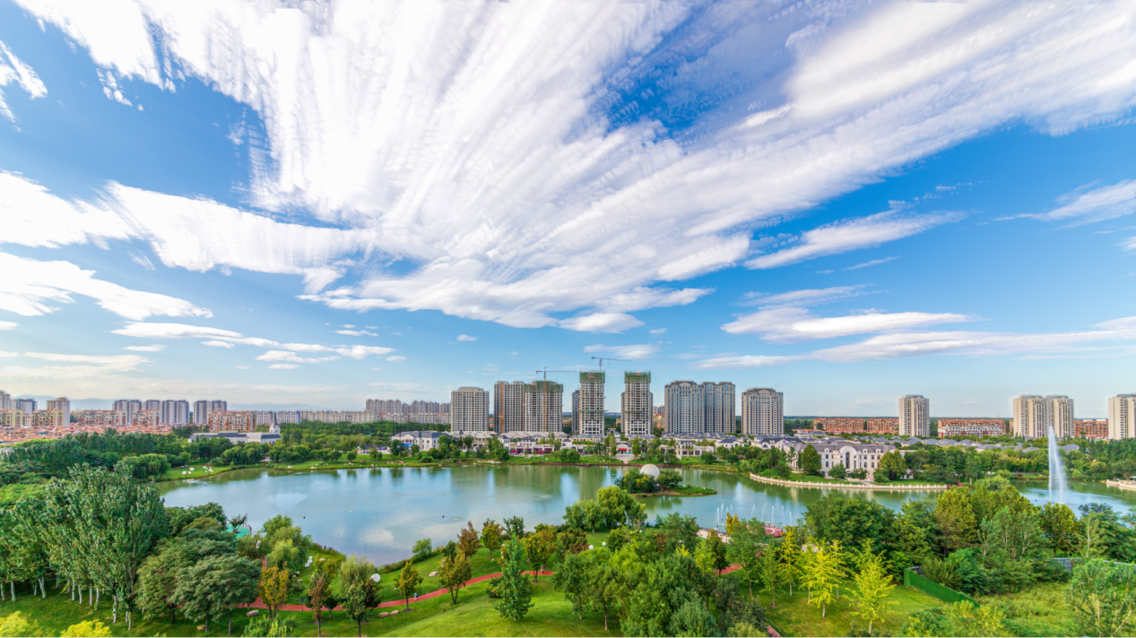 固安孔雀大湖公園栽好梧桐樹,引得鳳凰來.