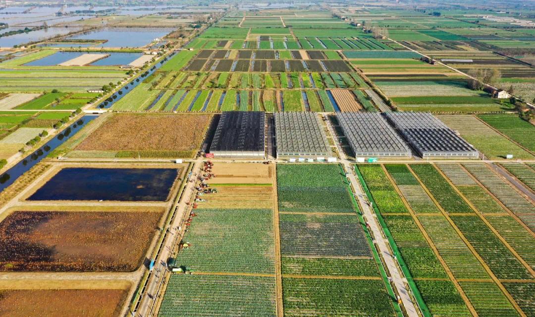 11月11日，汉寿县围堤湖蔬菜产业园5万亩蔬菜基地里呈现出菜果飘香、绿苗成茵的美景。记者 刘颂 摄
