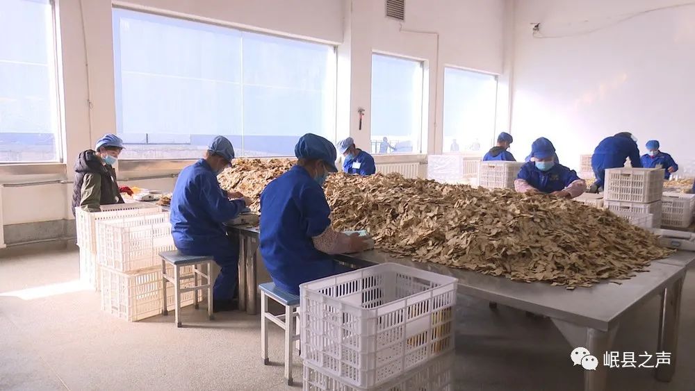 岷县：特色产业“种”出美好生活