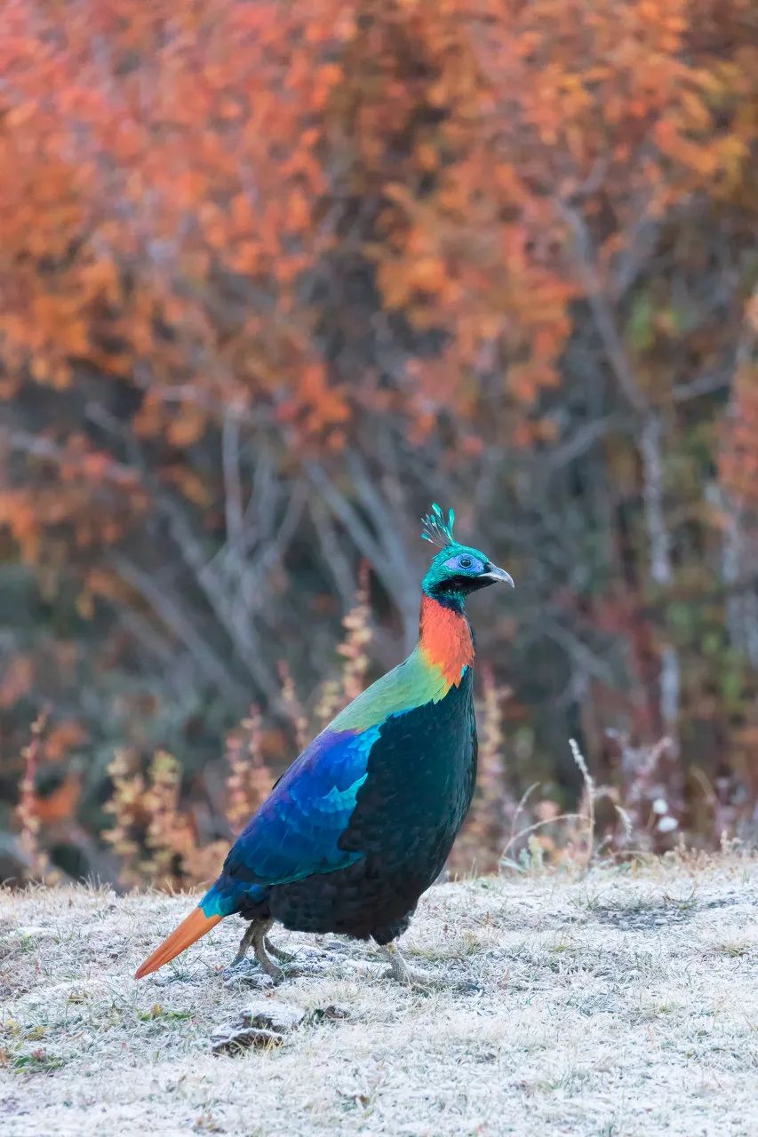 △棕尾虹雉（雄性）©图虫：西藏有毒