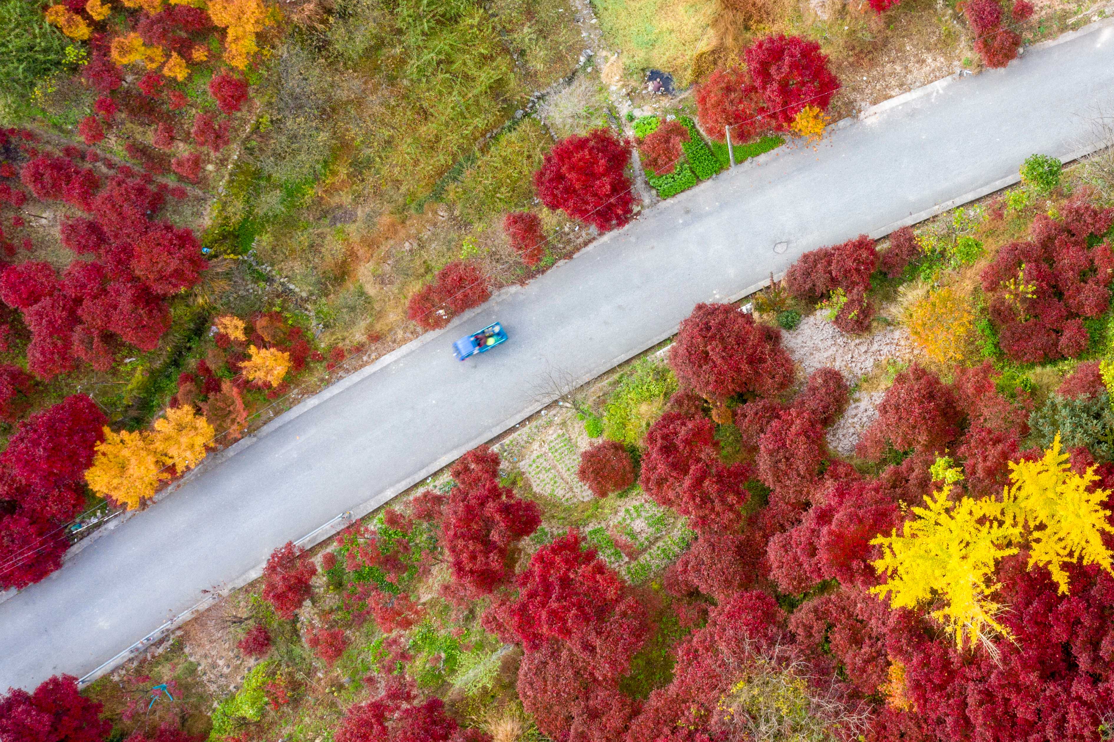 层林尽染四明山，一枝红枫更耀眼