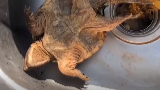乌龟出逃一月变“干尸” 主人将其丢水里后复活 还做出惊人举动