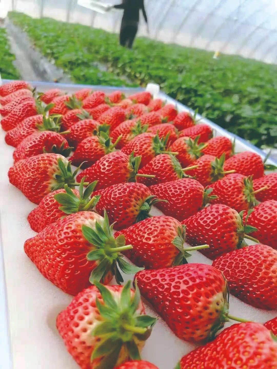 今年首批丹东草莓已上市,大家关心的价格来了.