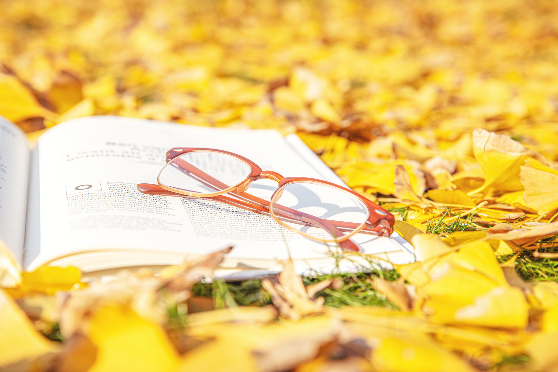 最美青岛 |  枫叶染红绚丽八大关，一起拥抱深秋