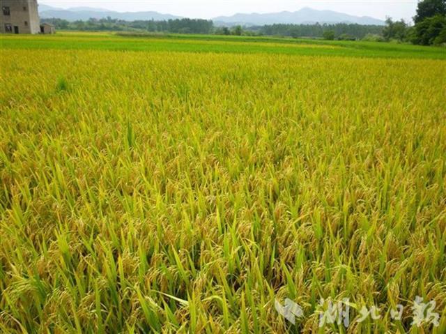 武汉高标准农田建设项目惠及7万余名农民