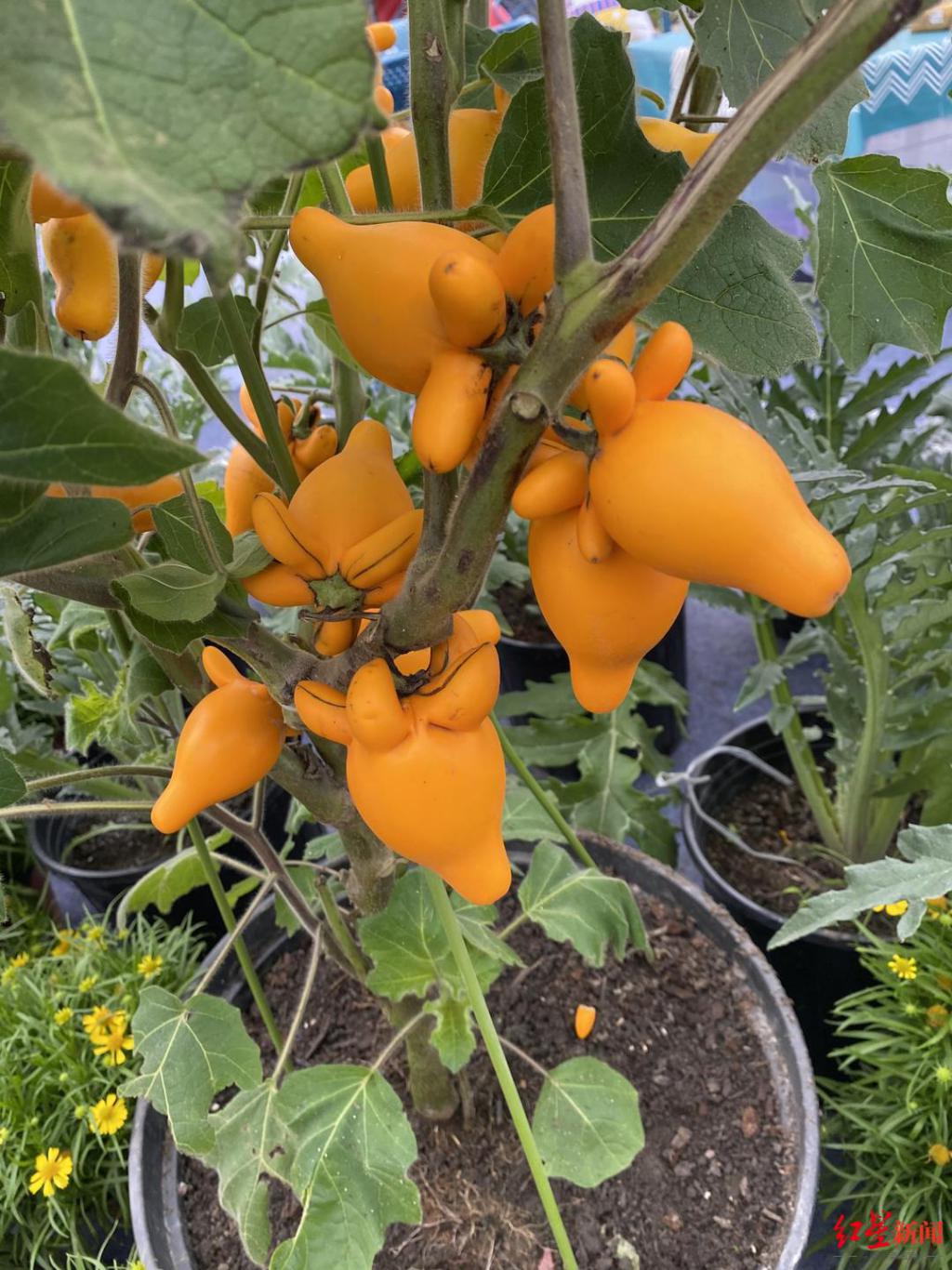 第二届成都国际花博会在温江开幕 凤凰网