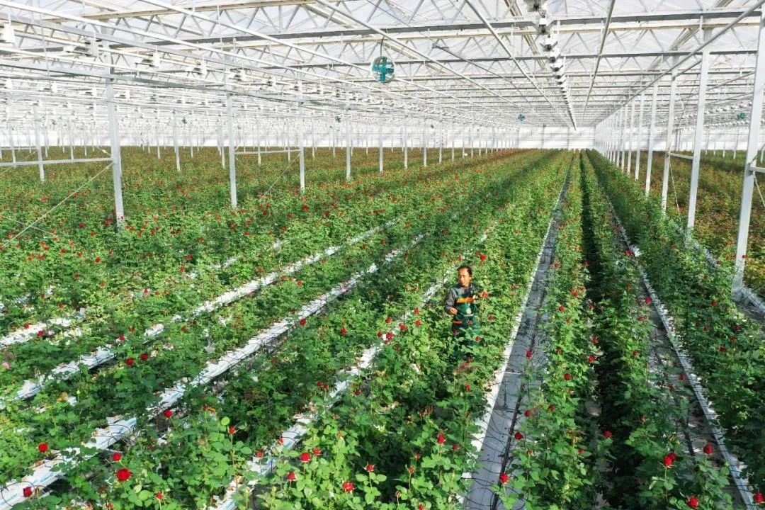 日产30万枝 兰州新区智能温室鲜切玫瑰量产上市