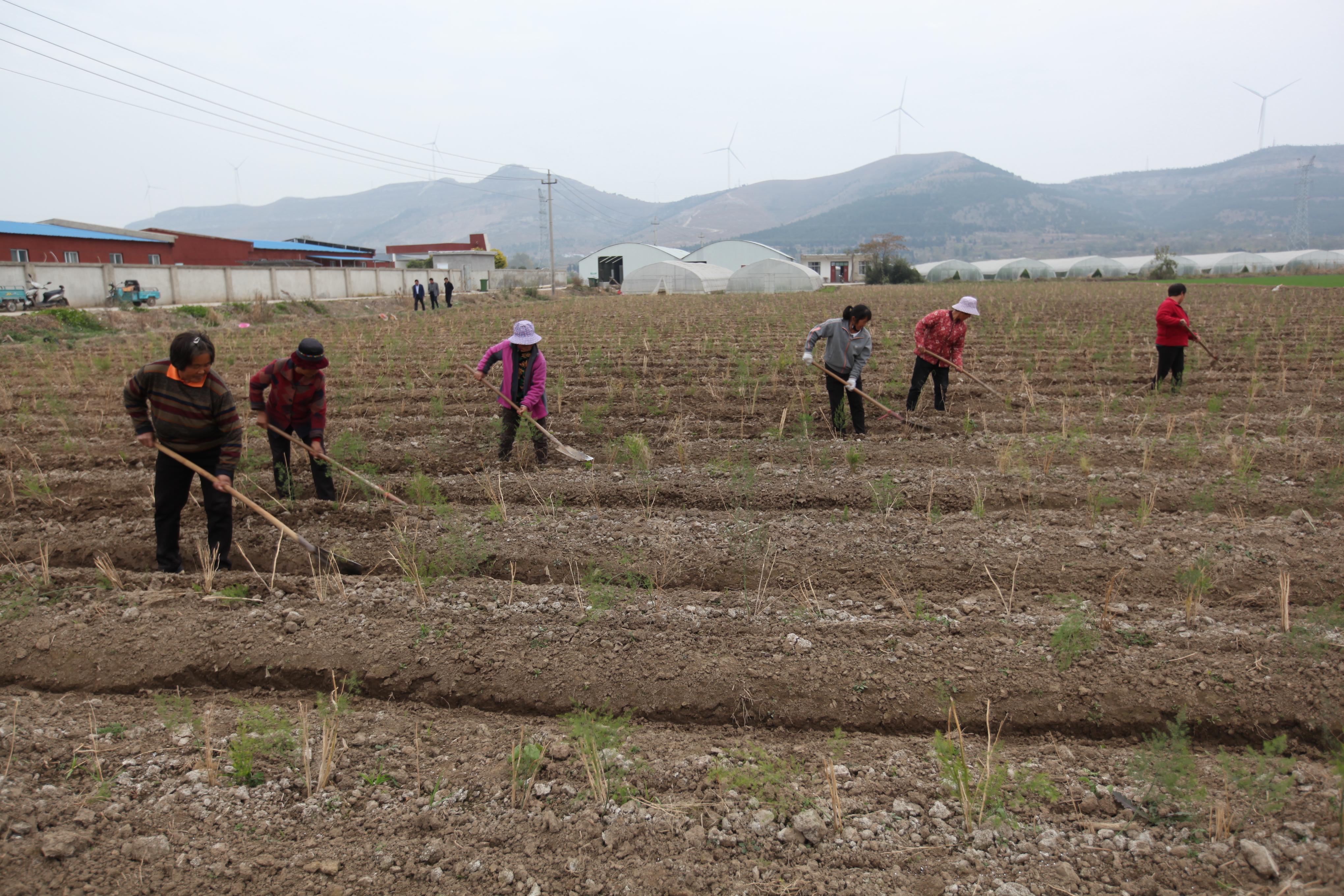 图为石台镇梧桐村民在种植基地对芦笋幼苗培土进行冬管时情景。申正亮摄