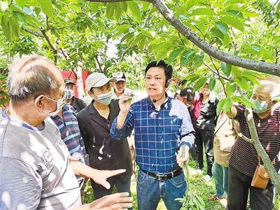 今年夏初,省科技厅科技特派员,省农林科学院的板栗专家王广鹏教授(中)