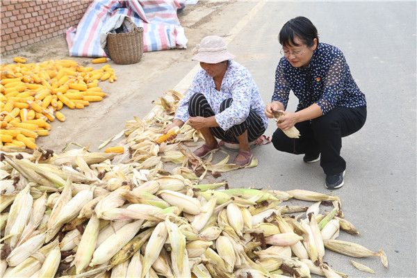 齐素静帮村民剥玉米皮