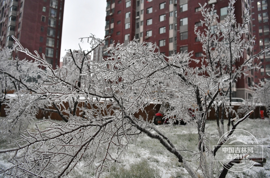 受18日冻雨影响，“冰挂”奇观再现。