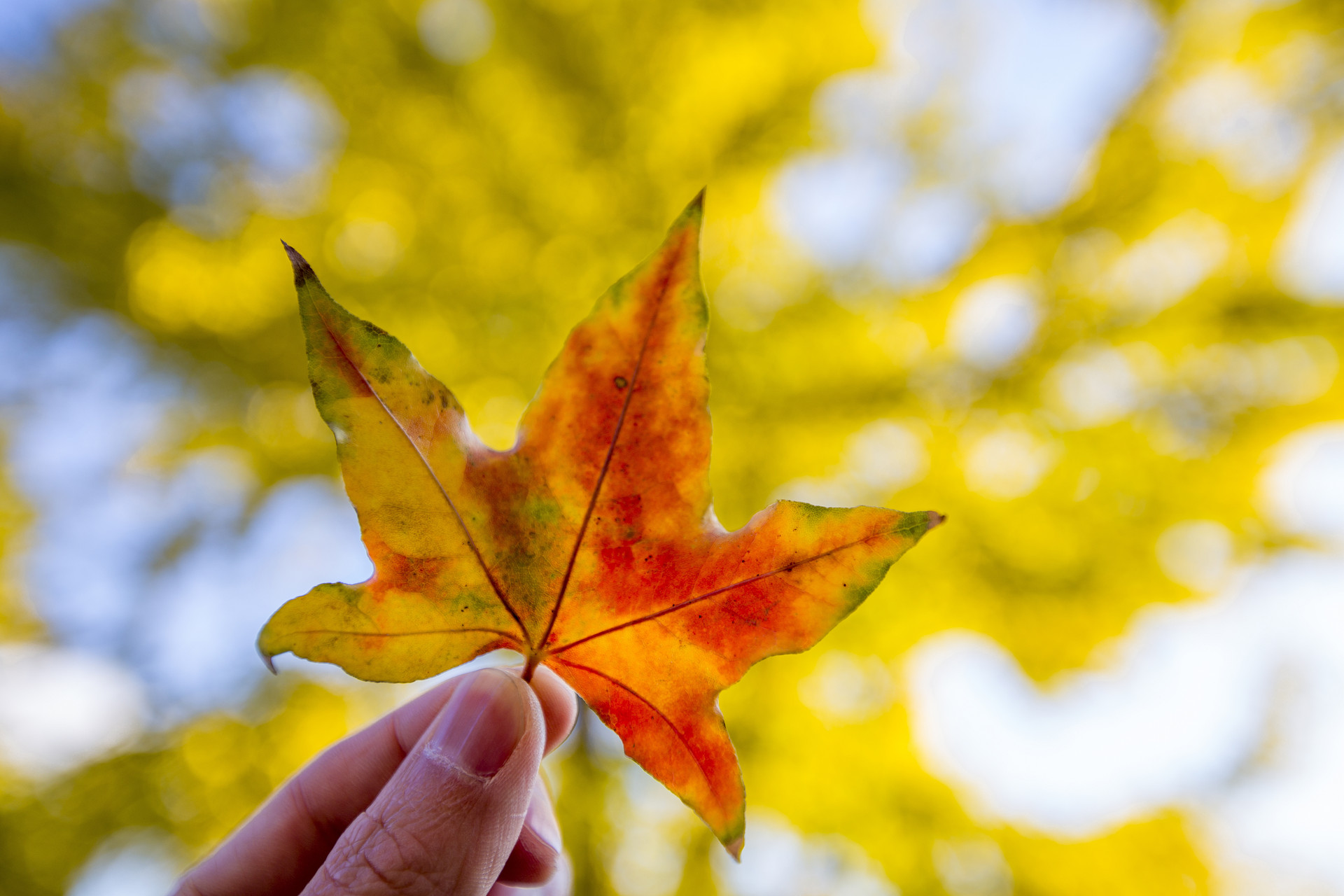 最美青岛 |  枫叶染红绚丽八大关，一起拥抱深秋