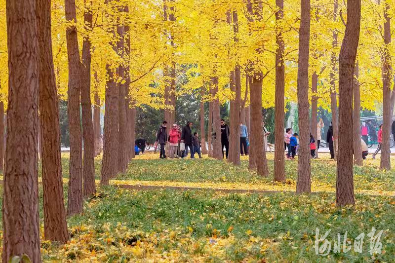 石家庄市植物园自即日起至下周末将开启“落叶不扫”模式。通讯员李晶泽、范冰欣摄