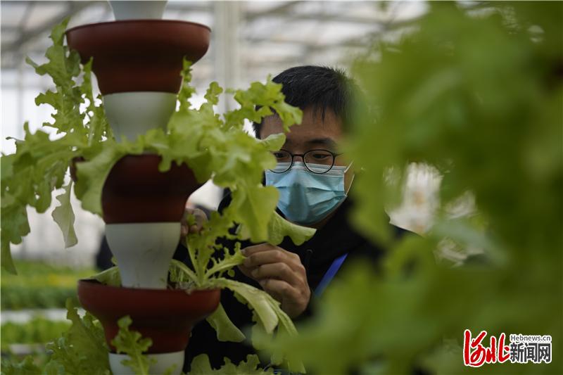 11月19日，中央网信办“决胜2020”网络主题活动河北站媒体采访团在河北省武邑县武罗生态农业示范园参观。