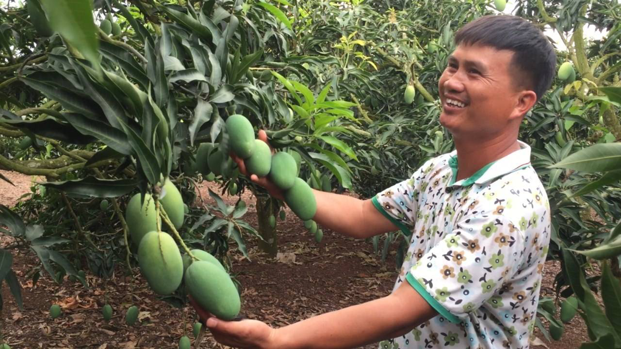 雷州市覃鬥芒果種植戶喜獲豐收