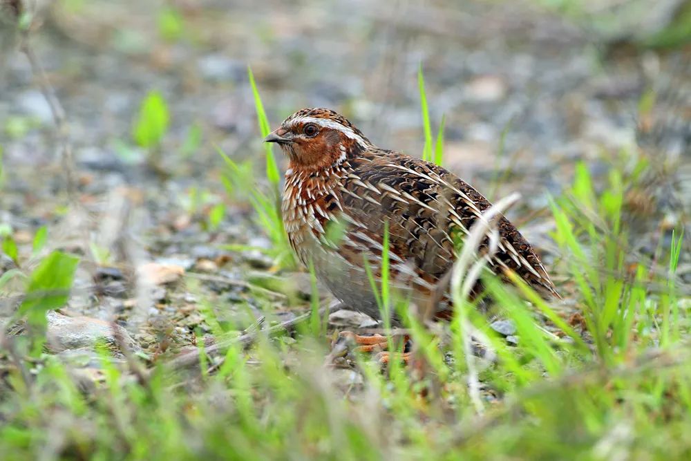 宁波野外藏着诗经里的大多数鸟你见过哪些