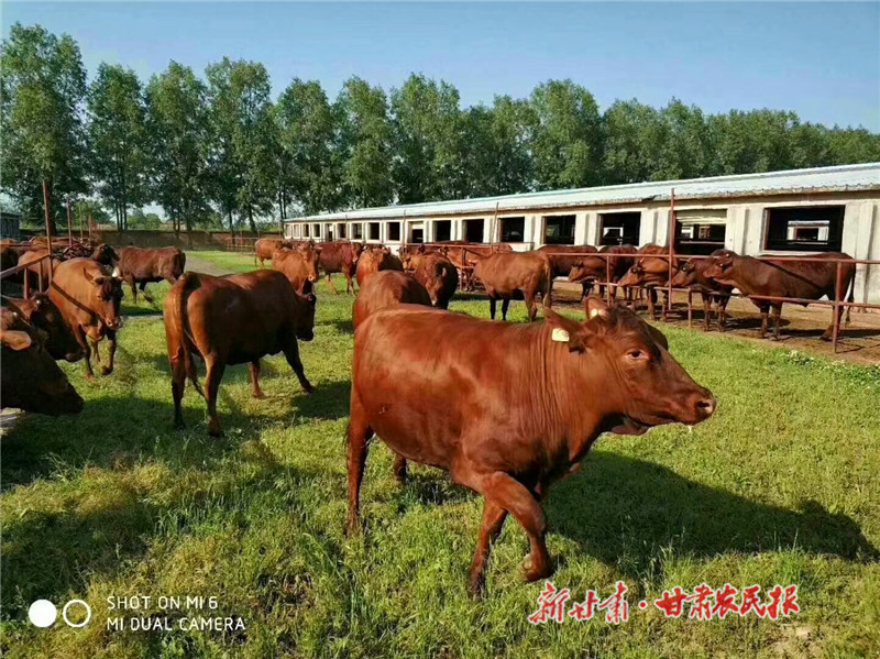 富民“牛”产业 品牌“红”四海