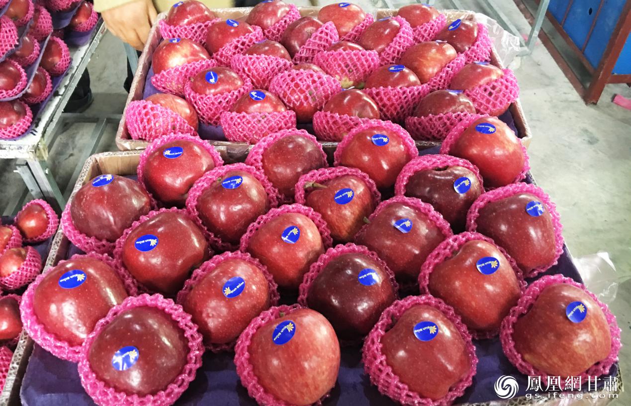 经过车间精挑细选，品质优良的礼县苹果即将行销国外。吴永隆 摄