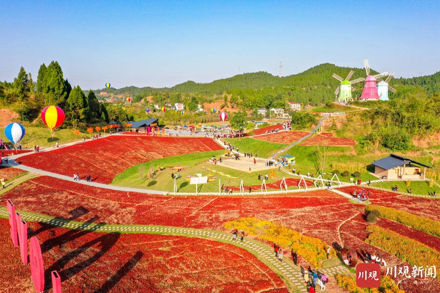 遂宁:初冬花海游人醉