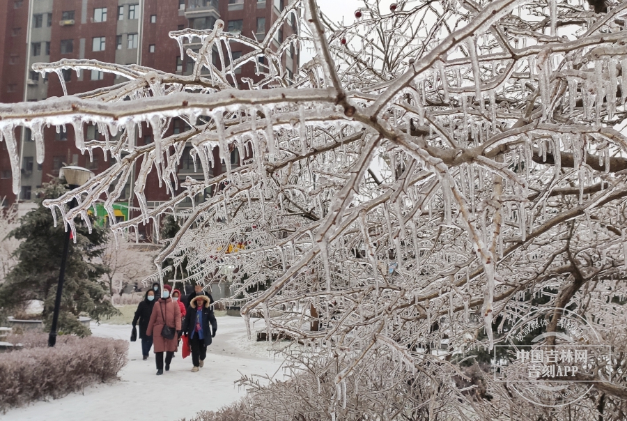 受18日冻雨影响，“冰挂”奇观再现。