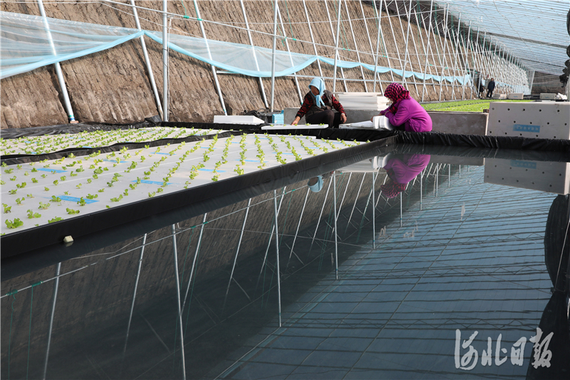 2020月11月20日，河北省张北县德胜村农民在温室水培蔬菜大棚内插秧。