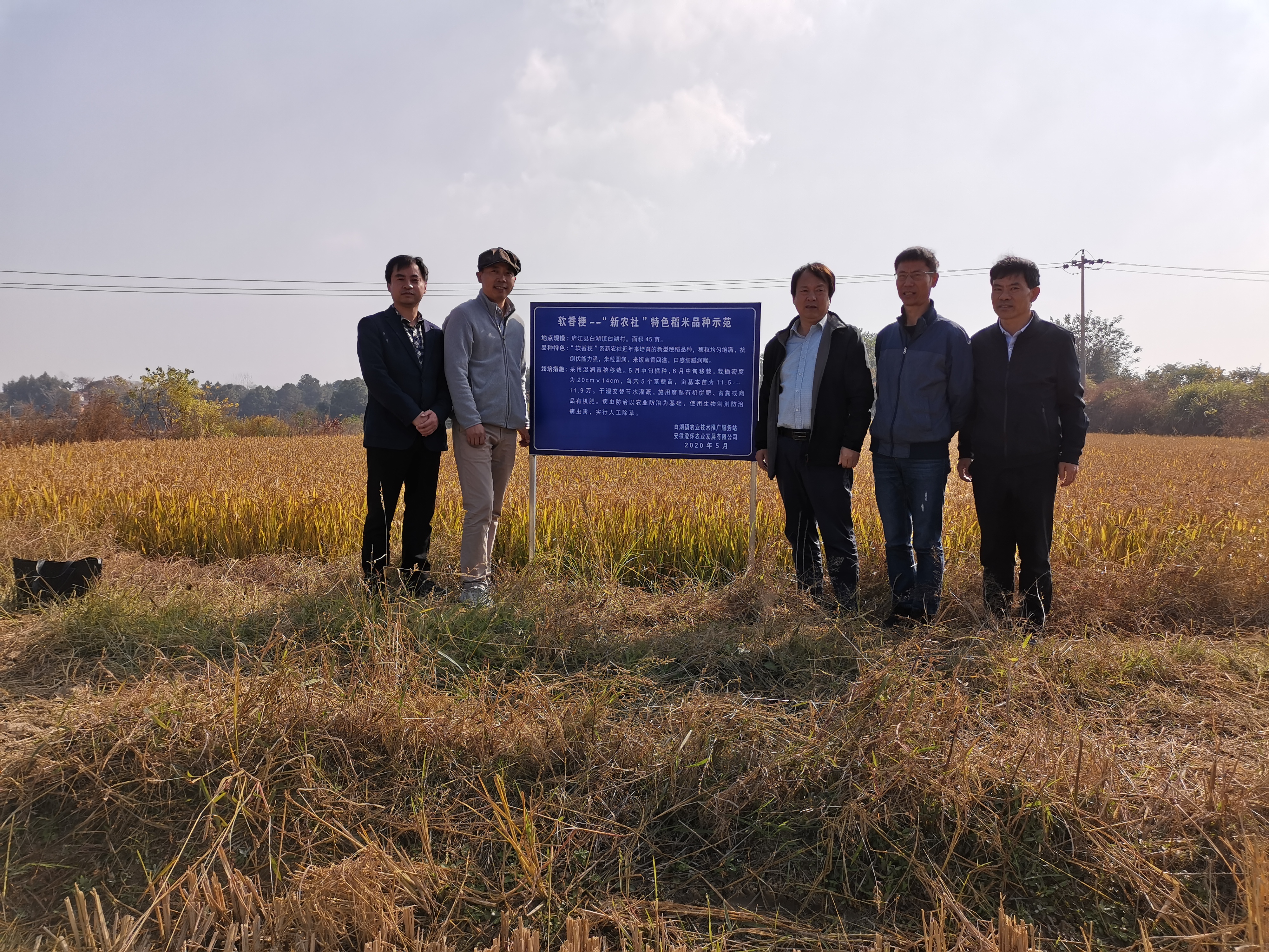 ​庐江县白湖镇顺利通过2020年优质特色稻米基地测产验收
