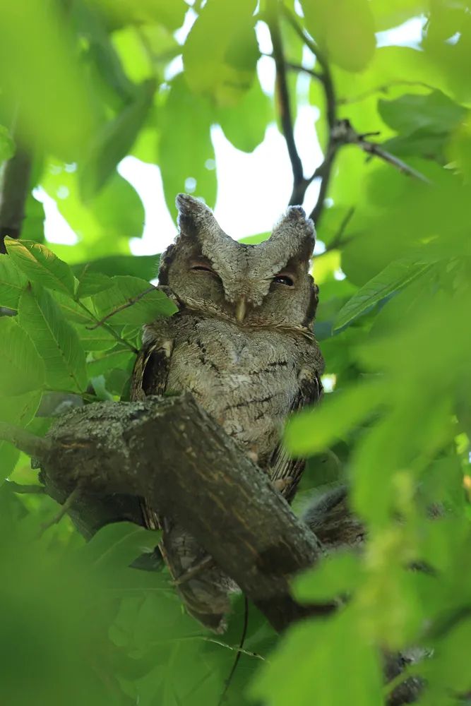 隼怎么读音发音 EF1D004E7F65B5292902DF324790DC6E6E076BB6_w667_h1000.jpg