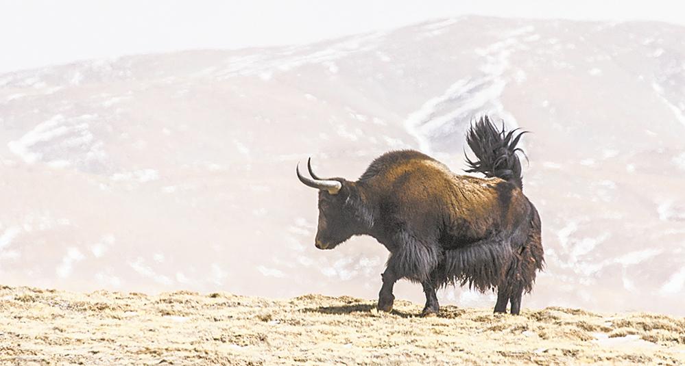 (野牦牛)本报记者 姚斌 张多钧 摄