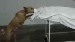 恐怖！印度医院13岁女孩遗体无人看管 被流浪狗“啃食”