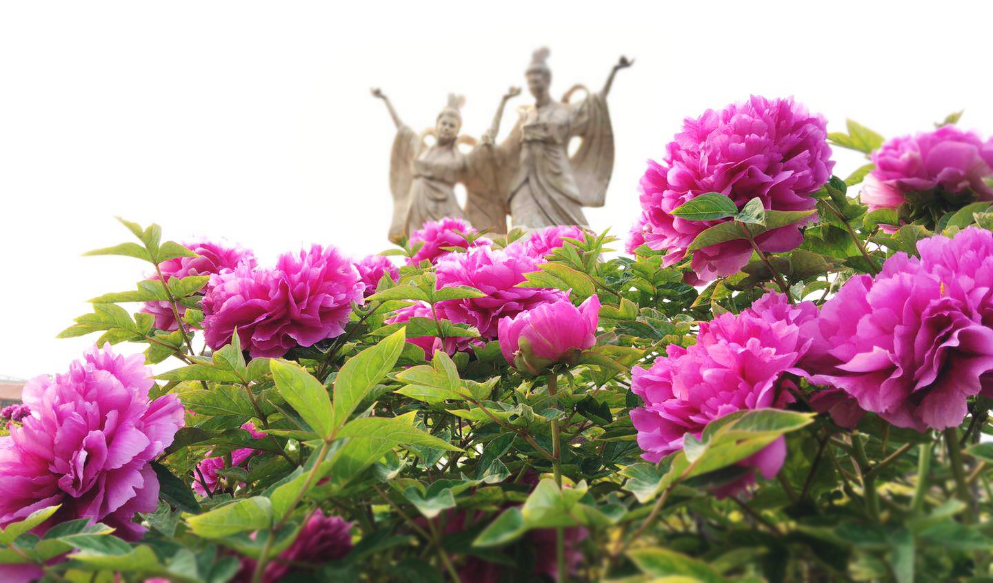 用镜头 讲述 牡丹花开的故事 菏泽牡丹摄影作品面向世界征集 凤凰网