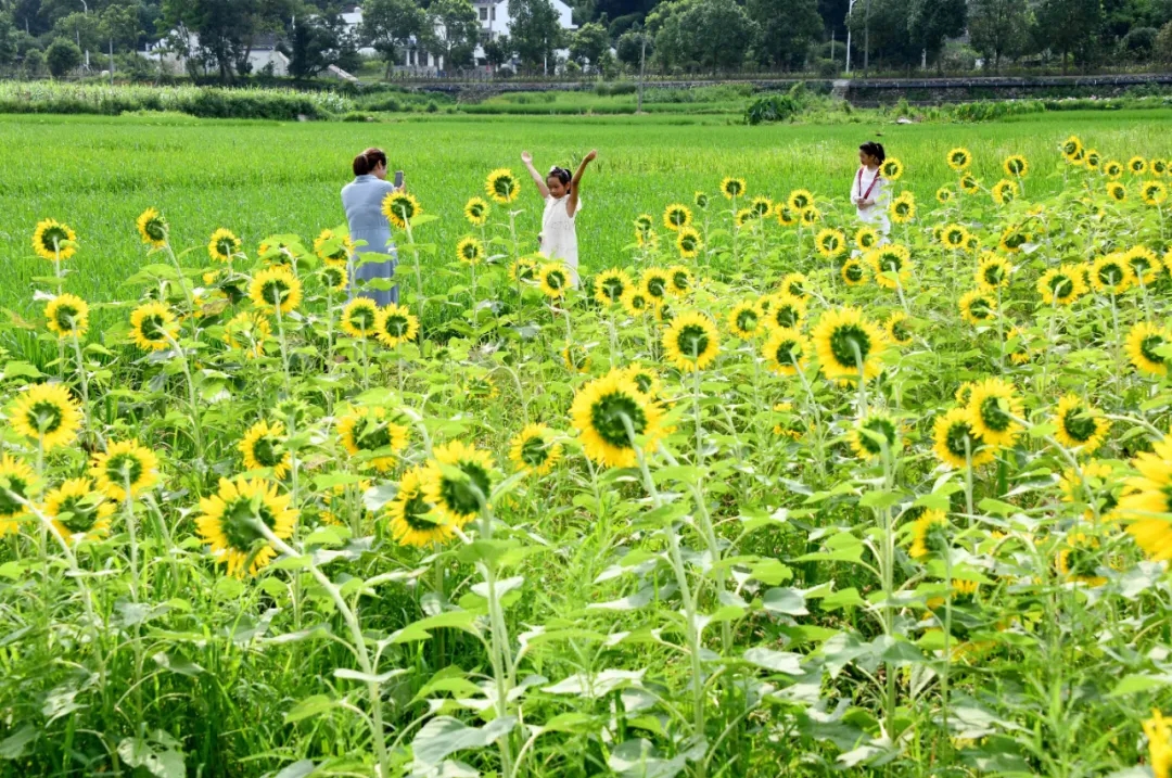 苍南县矾山埔坪村近30亩的向日葵花竞相开放。李士明 摄