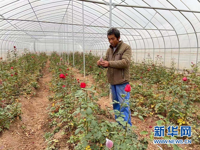 方万录在打理玫瑰花田 新华网发 王朋 摄