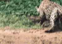 杀戮时刻！巴西美洲豹捕杀70斤重凯门鳄