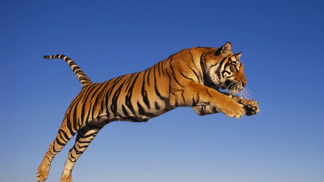 惊险！孟加拉虎疯狂袭击居民 和男子双双掉入大坑