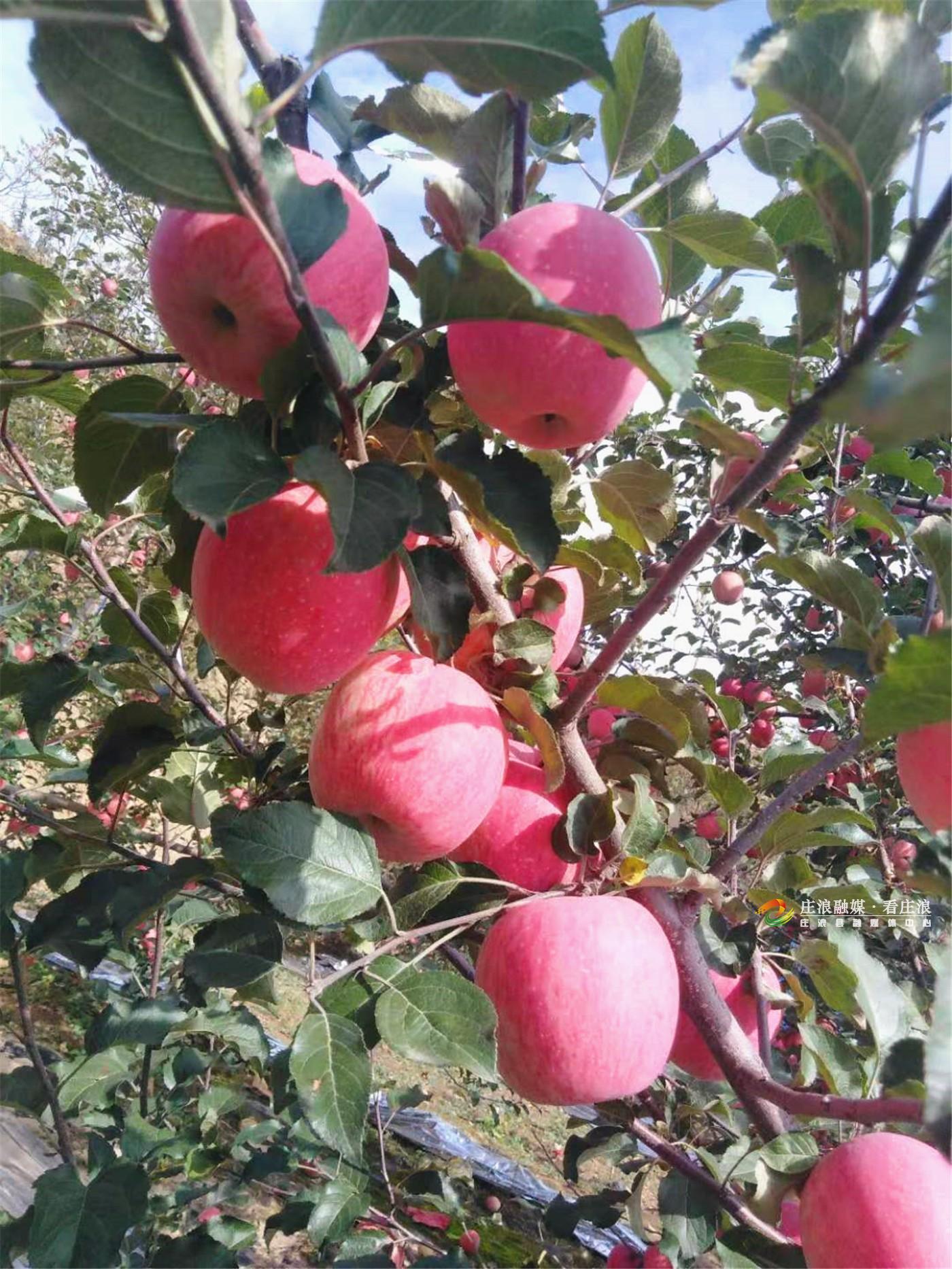 一层层梯田见证了庄浪人的“苦与乐”