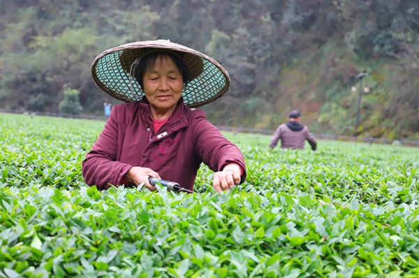 图为湖南省沅陵县界亭驿村茶农在修剪茶树。（人民网 记者李源 摄）