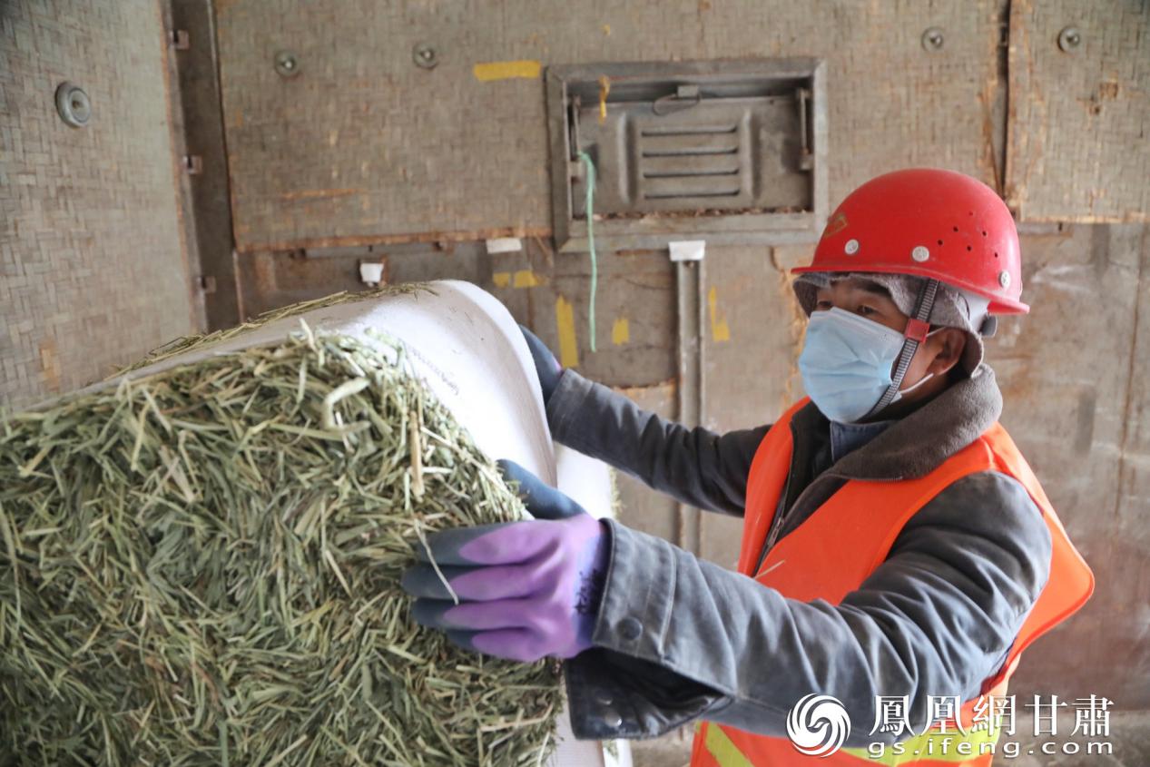 工作人员正在搬运发往广西北海市场的优质牧草 宋佳龙 摄