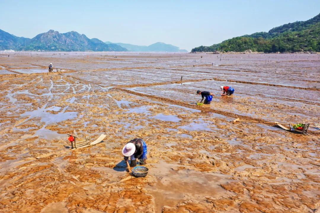 苍南赤溪：养民滩涂拾“金”忙。赵用 摄