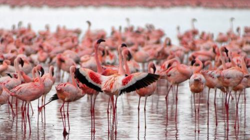 火烈鸟将哈萨克斯坦湖泊染成一片粉红