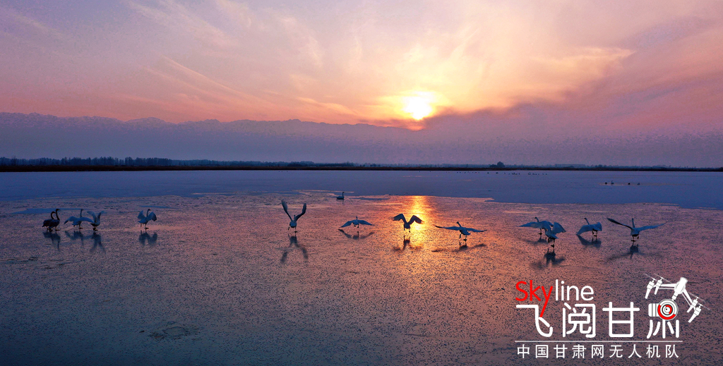 11月22日，200多只白天鹅来到甘肃省张掖黑河湿地临泽段湖面觅食越冬。