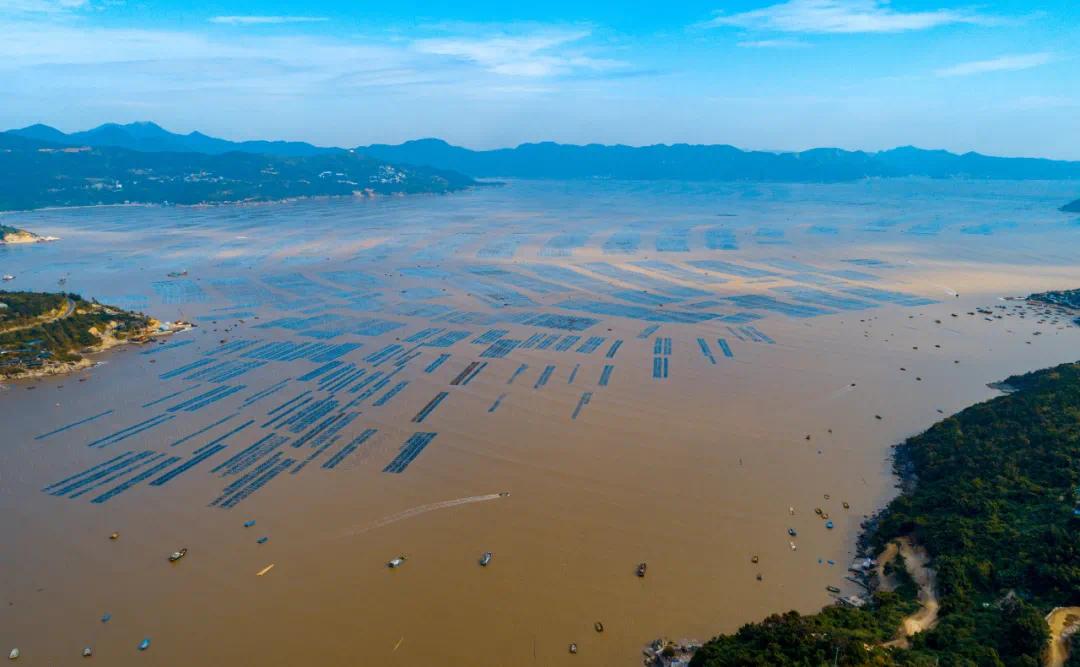 苍南大渔湾黄金海岸线与紫菜养殖。刘伟 摄