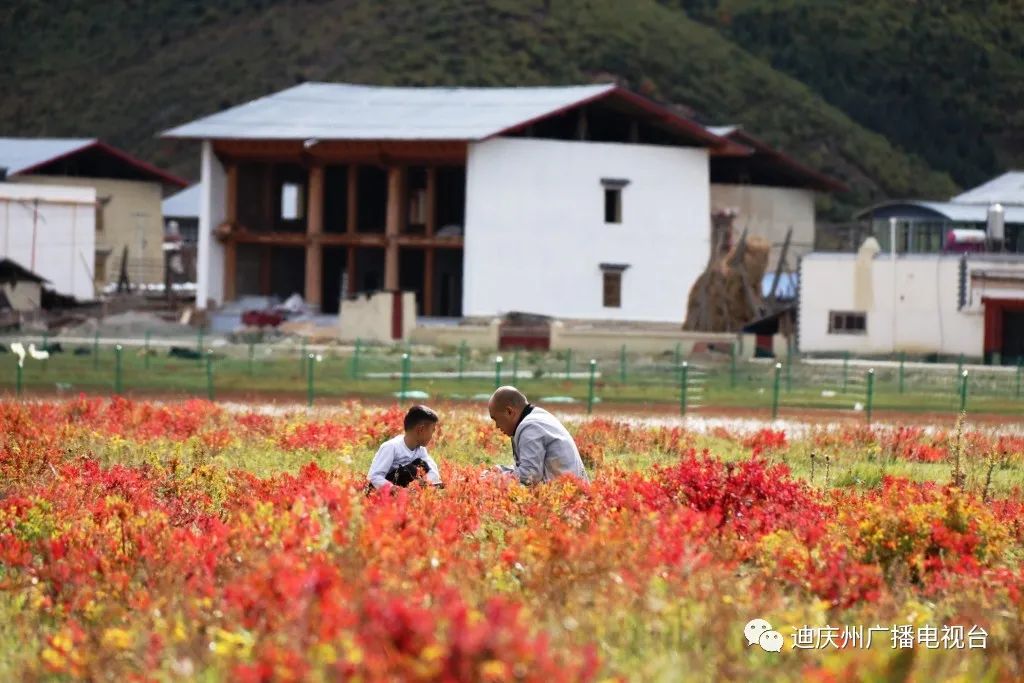 图/公众号“迪庆州广播电视台”