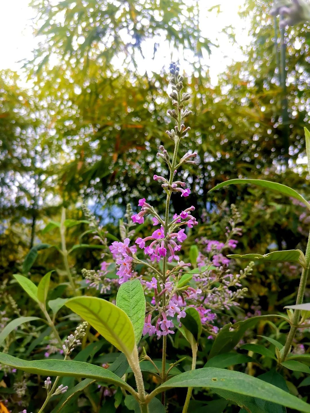 因为密蒙花的染色功能，当地人直接叫它“染饭花”。公众号“探风味”