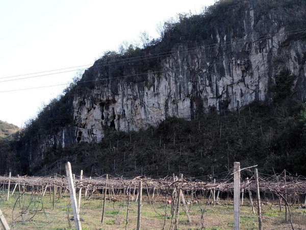 普安镇葡萄种植基地