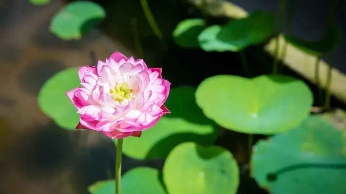 解读花卉在爱情