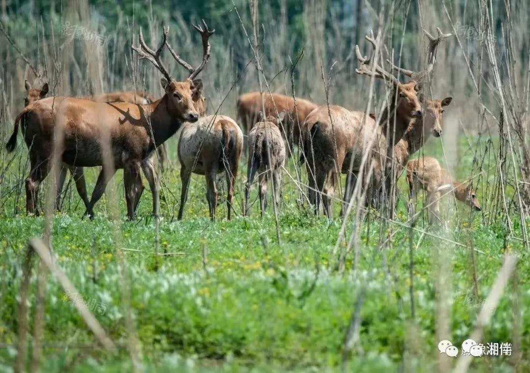 岳阳市君山区丁字堤附近，麋鹿在觅食。杨一九 摄